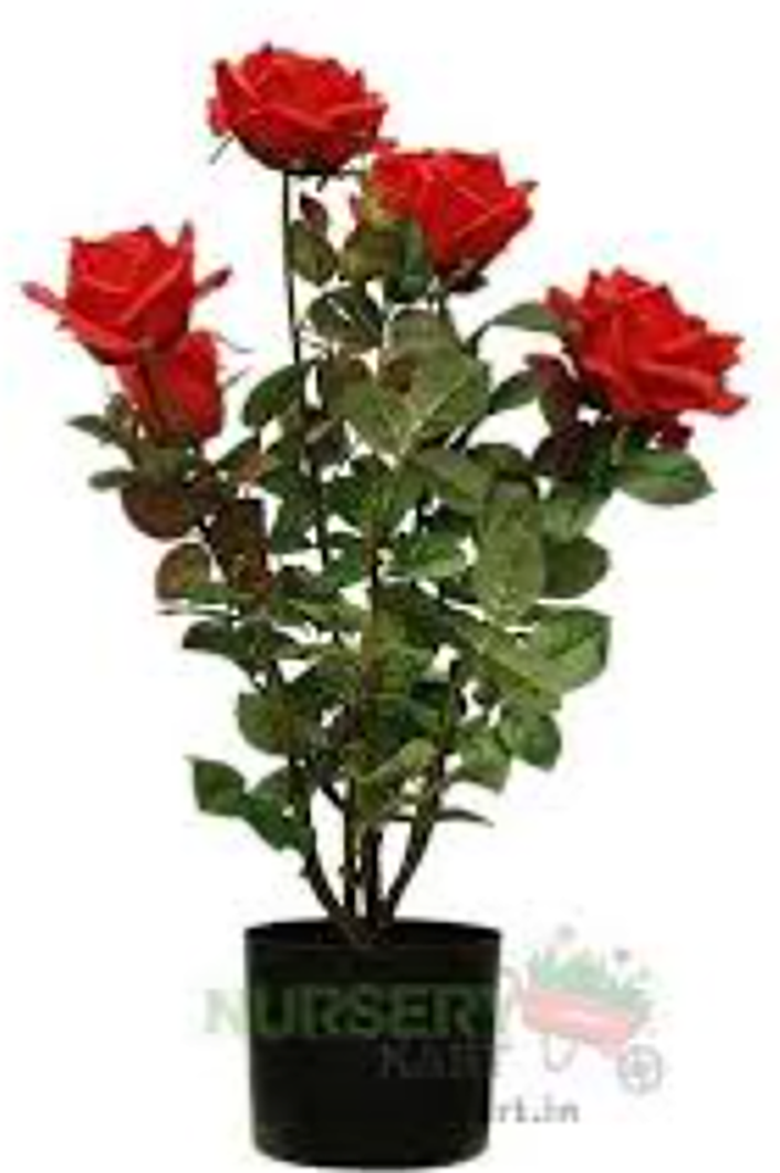 RosePlant